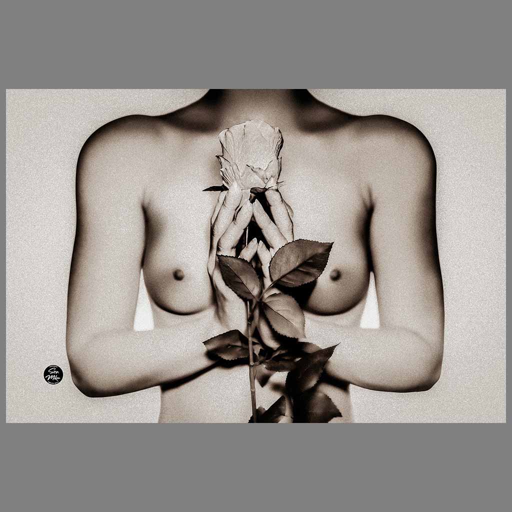 The graceful rose (B&W) | Fotograf Sven Mika | Fotostudio Grevenbroich | Fotomodell Model Silvana